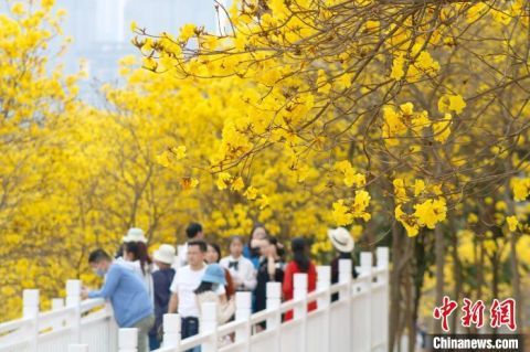 广西南宁黄花风铃木盛放 游客畅游“黄金花海”
