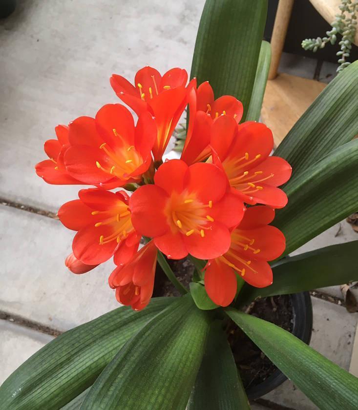 君子兰光长叶不开花该怎么处理？试试2招，开花壮观，一盆变多盆