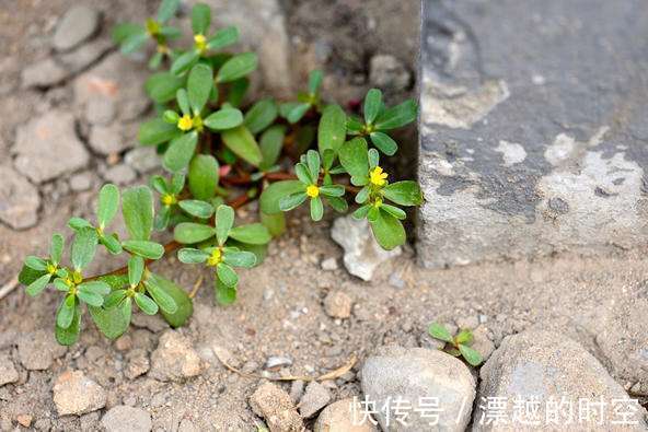 止血|马齿苋,又称五行草、长寿菜!清热解毒、止血,农村最容易找到!