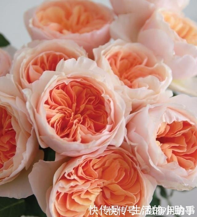 25款包子型月季,花开永不败,大花好养又丰花,新手推荐种植!