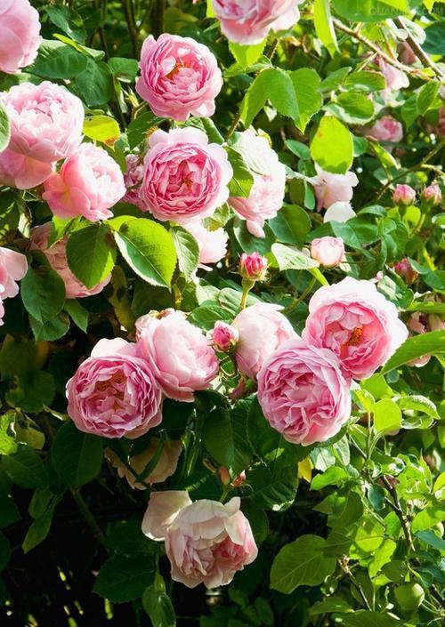 院子种什么花？这3个品种，不要错过，优点多