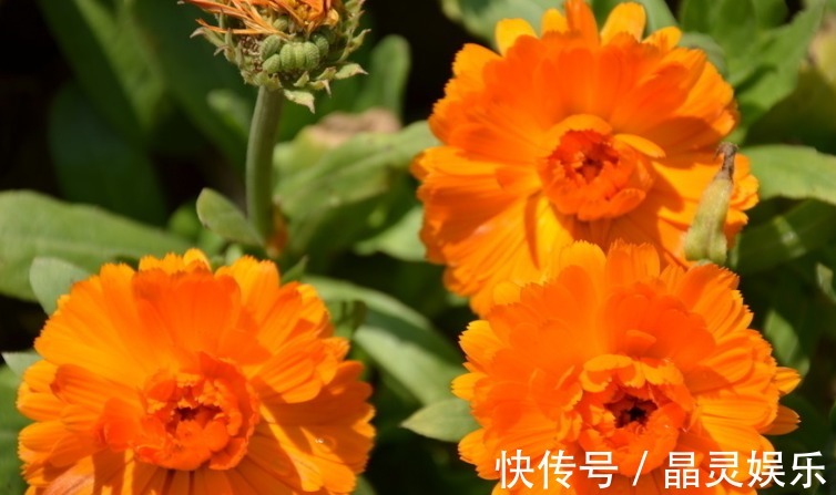 家养“金盏花”,开花金灿灿,一开150天,比菊花好看,好养易活