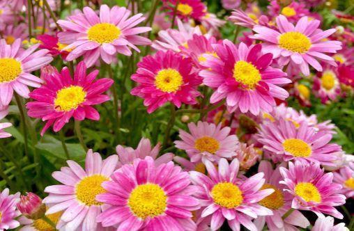 4种花中劳模,一年四季开花不断,看一眼就心醉