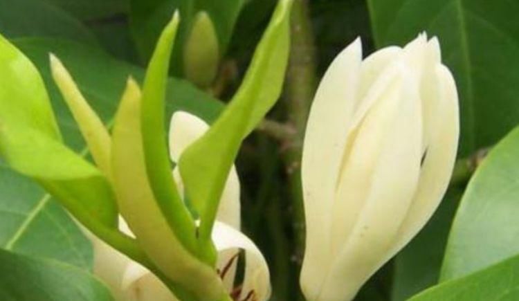 4种花好养易活,旺财又养人,看了就让人沉醉,年年开花不断,美