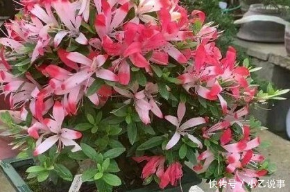 10种花，别着急往屋里搬，放外面冻20天，明年开花才旺