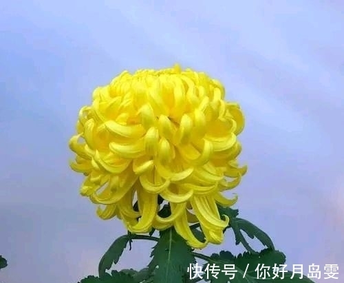 菊花阵!重阳节征联:英姿飒爽,问天下寒风,谁能破我菊花阵?邀对