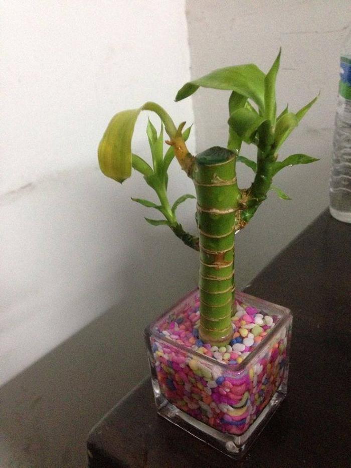 此4种药片过期也别扔，兑一兑水浇在黄叶烂根上，花越开越多