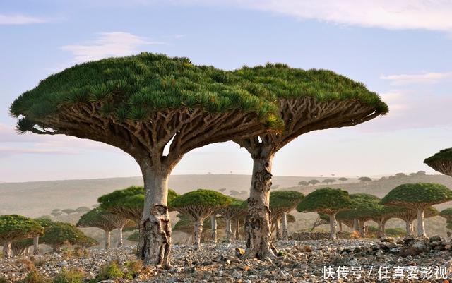 绿野仙踪|中国最值得去的3大植物园,是现实版的绿野仙踪,第一个就令人惊艳