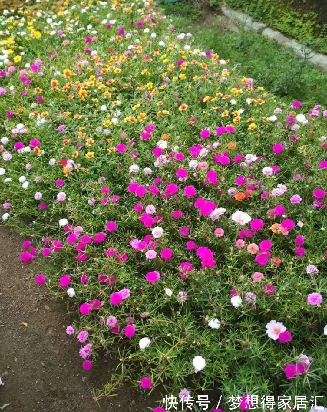 养到烦人的花,盆都不够用,扔掉还很心疼