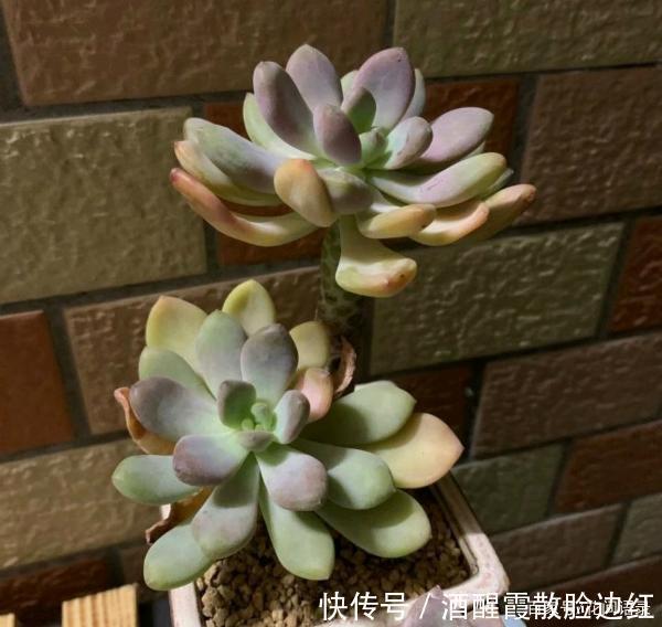 通风处|被人嫌弃的多肉“冬美人”,把它当宝一样养,长成了高攀不起的样