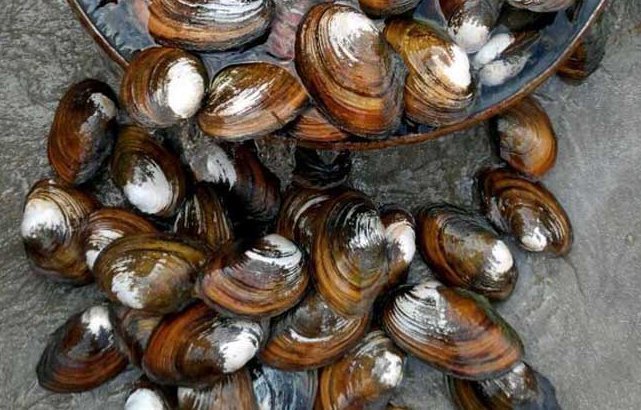 河蚌肉|肉质不硬不老鲜嫩非常的河鲜,营养丰富味道鲜美,香辣下饭