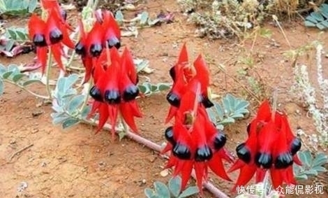 一种野生植物,特别稀罕,价值极高,可遇不可求