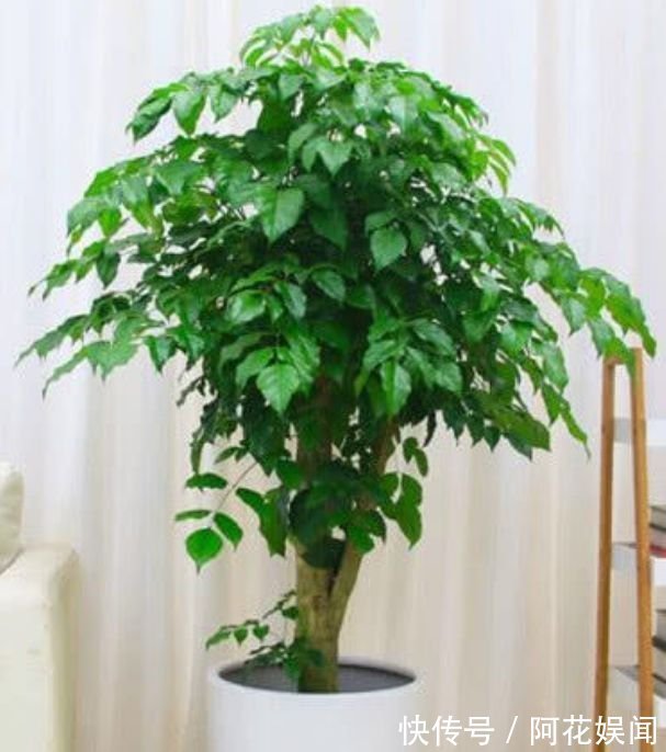 这几款植物养在家里，花期长易打理，开花漂亮花期长，谁养谁喜欢