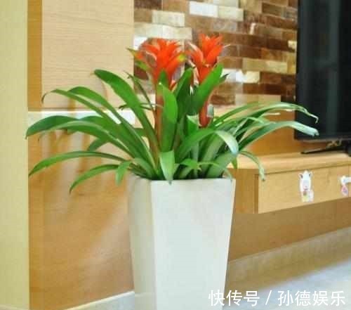 细数那些超耐阴的花,光照少长满屋,懒人大爱