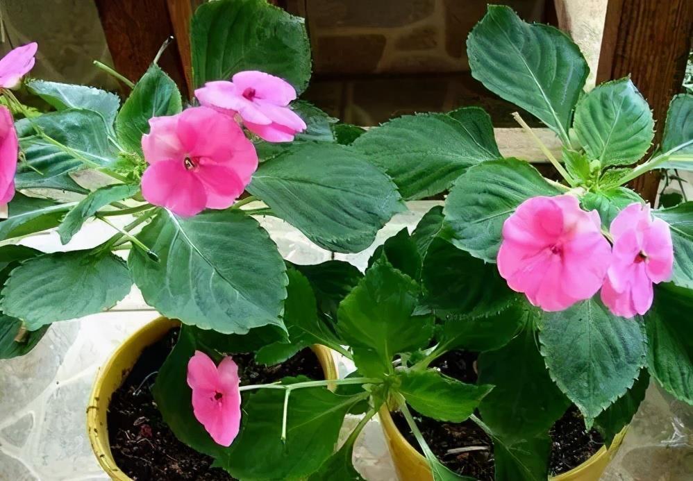 花卉|盆土表面出现“白色晶体”,赶紧换盆换土,不然花卉黄叶长不好