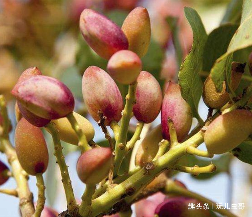 中耕除草|开心果六年结果，营养丰富，重视四点，收获优质美味的开心果来！