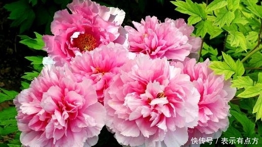 花中娇客|盆景价值排行榜,你养了吗?