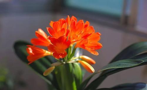 给君子兰换盆时，底肥不要乱加，会影响到正常的生长发育