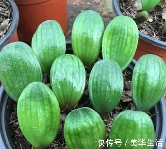 君子兰小苗这样养,叶多、翠绿肥厚,根系足,一年就能养开花