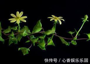 藤本类|五种花挂起来，家里窗帘都省了，天然隔断还有香气