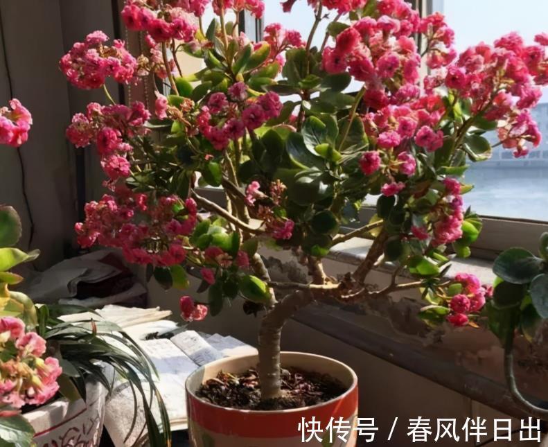 初秋养长寿花 盆栽该怎么催花 满足4点 植株呼呼窜花苞 粉紫色