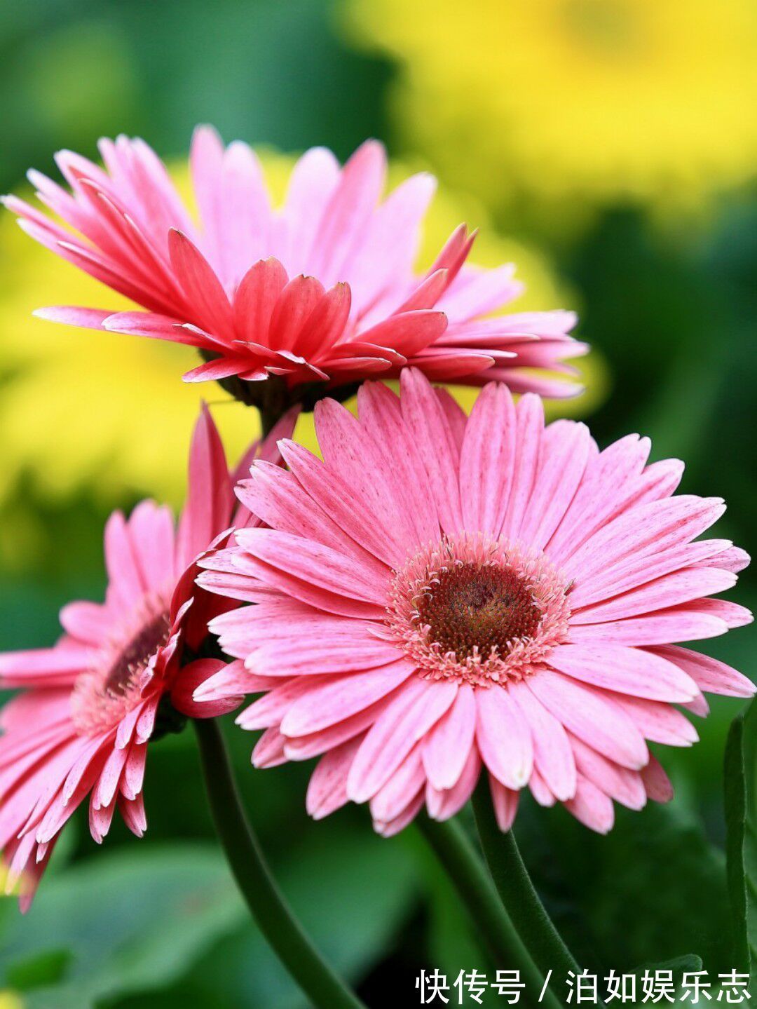 4种比长寿花还漂亮的花卉,花期270天,鲜艳美丽,花友首选