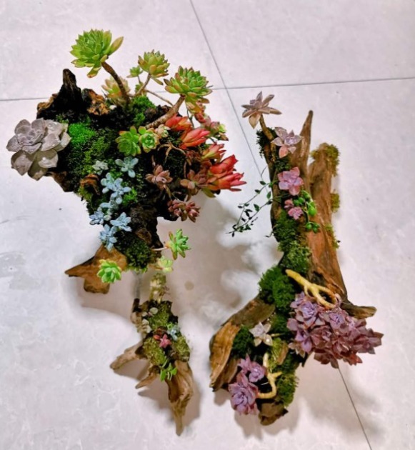 别人不要的烂木桩,我捡回家种多肉,价值翻了20倍!