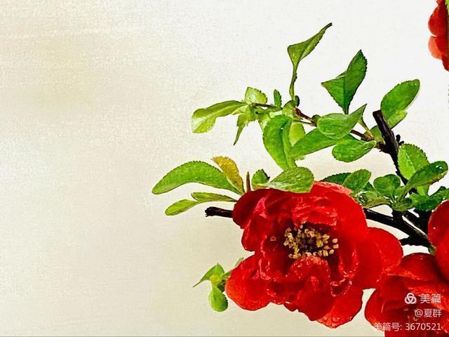 只恐夜深花睡去，故烧高烛照红妆！我与一盆海棠花的故事