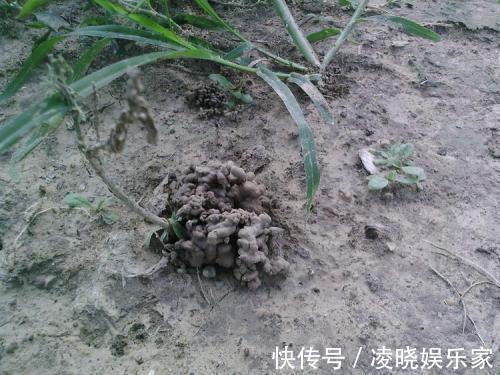 营养土|野外捡点这种怪土,碾碎撒花盆里,全都长到停不下!