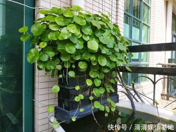 种花|养此5种花，夏季就像“水桶”，浇水越多、长得越旺