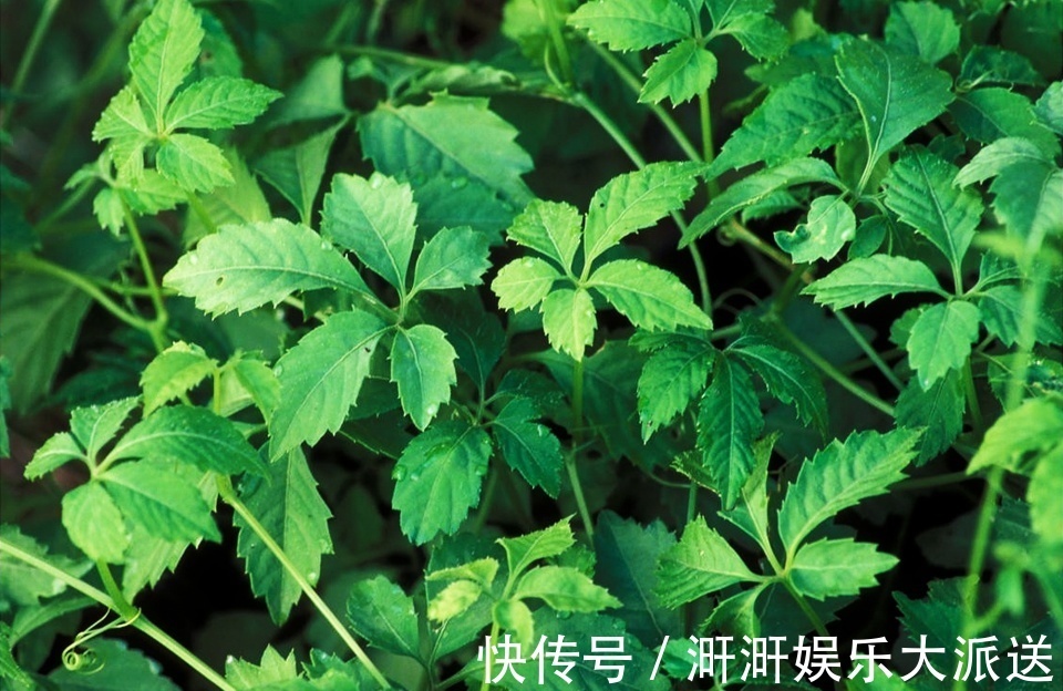 绞股蓝|这野草满身是刺,价值如同人参,人称“南方人参”,降压有好处