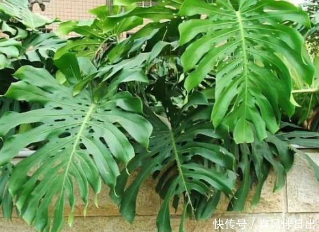 龟背竹|最适合新手养的3种花,沾土就能活,净化空气、助睡眠,深受喜爱