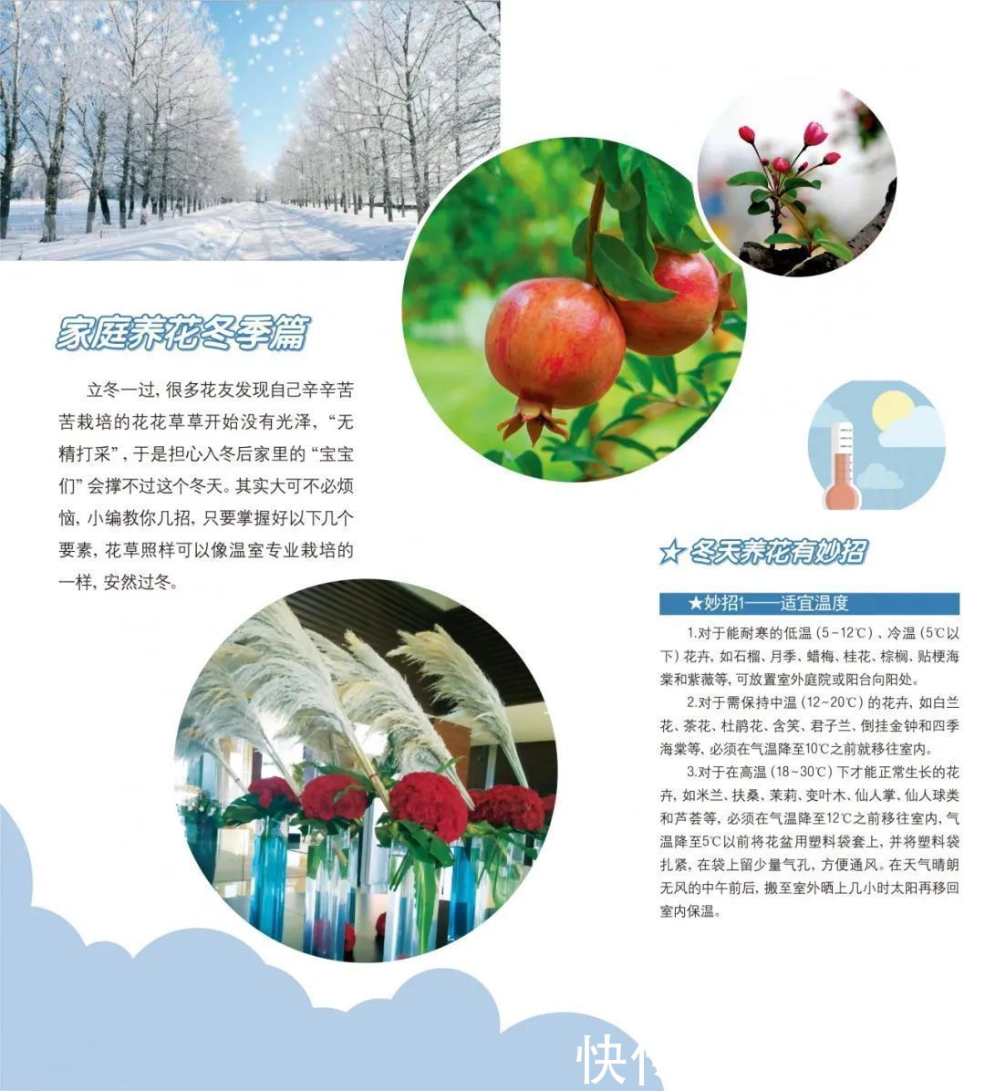  收下|冬天越来越近，家中花花草草怎么养护？请收下这份攻略