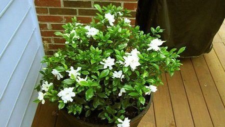 栀子花就是个老酒鬼，用了啤酒叶子更绿，开花洁白香味清新