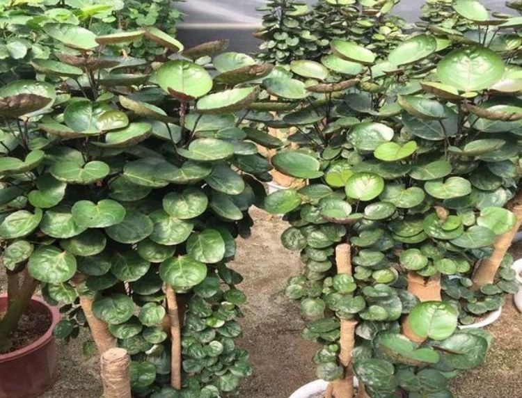 种花|家里一定养的5种花,花开媲美玫瑰,花朵姿态万千,美