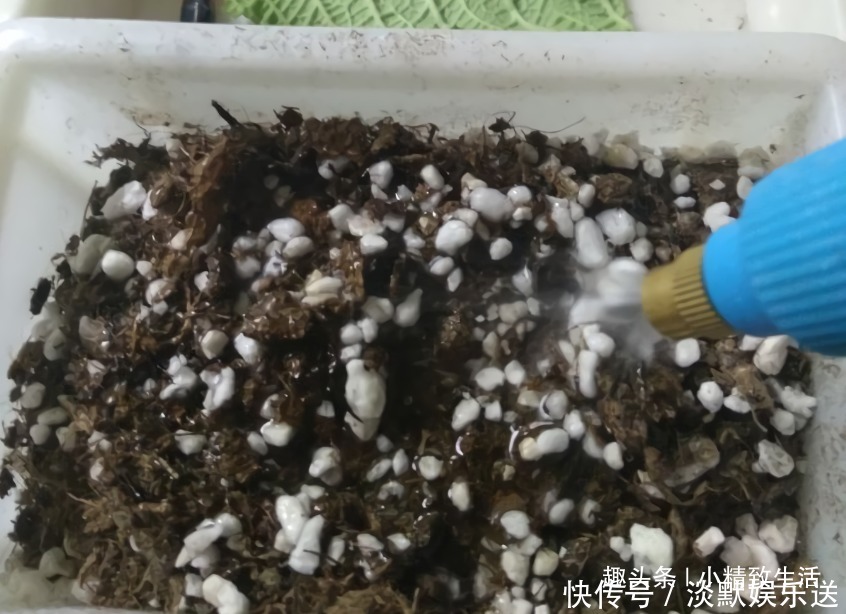 叶子|这种花,摘片叶子划2刀,插土里20天爆小苗,花大形美、颜色艳