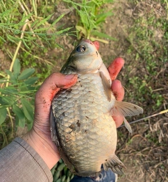 鱼儿|窝里鱼很多就是不开口?分析不开口原因,解决后大概率狂口!