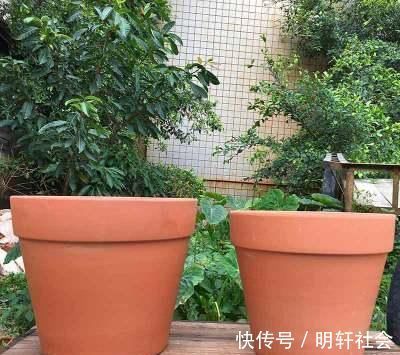 花盆|养花5年，总结出几个超实用养花技巧，5分钟学会，啥花都能活！