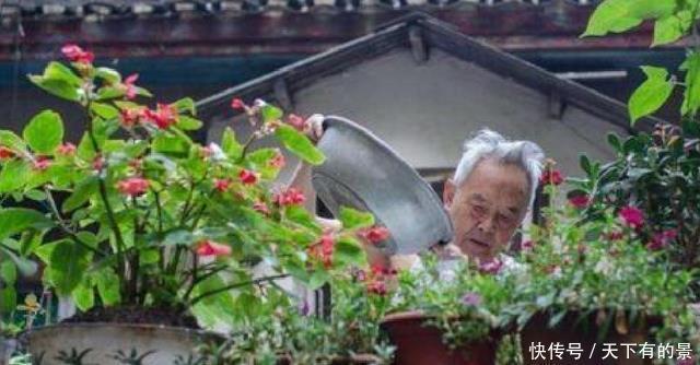 张大爷养花,用“2种水”轮流浇,没想到,1年养出漂亮“小花园”