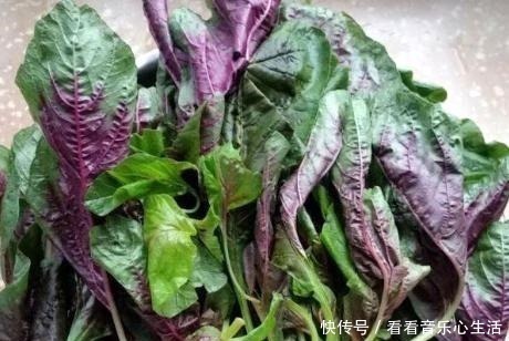苋菜|夏天包饺子，我不用韭菜不用白菜，这做法，清香味美还润肠通便