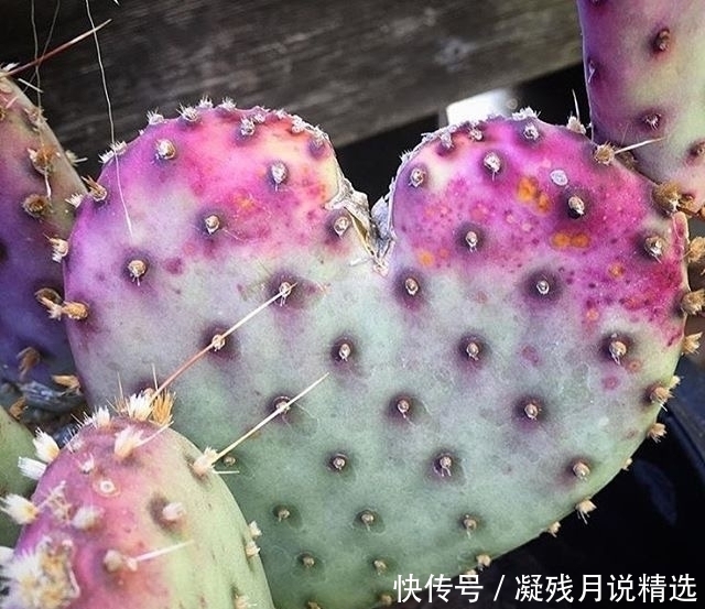 仙人掌很常见,但是这么美的还是第一次见!好想养几株!