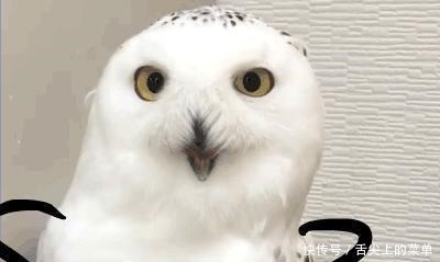 超新星运动会|对于《有匪》预告的吐槽,一心搞相亲的“峨媒山”不为所动!