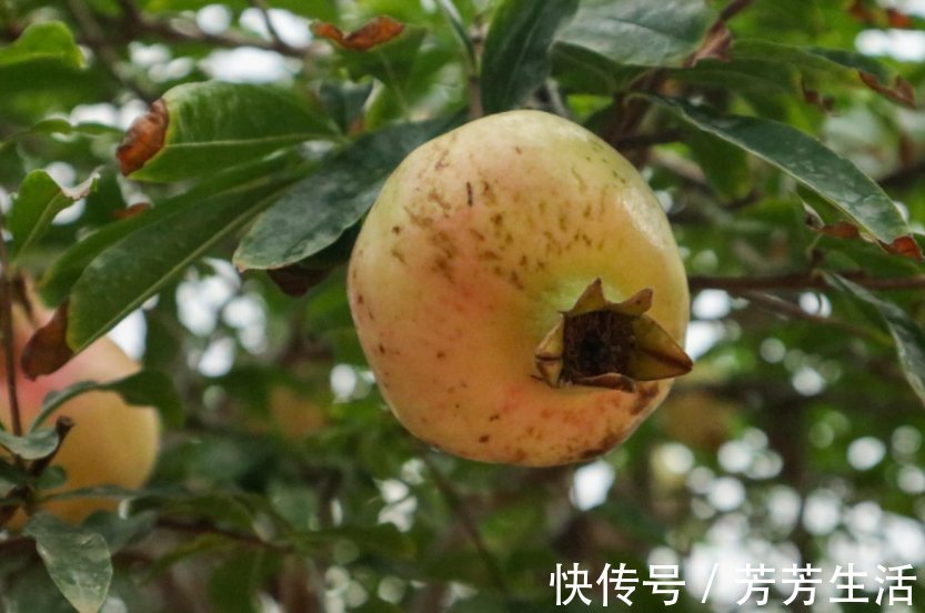 花花|盆栽石榴模样土？少了修剪这一步，咔嚓咔嚓，高大上