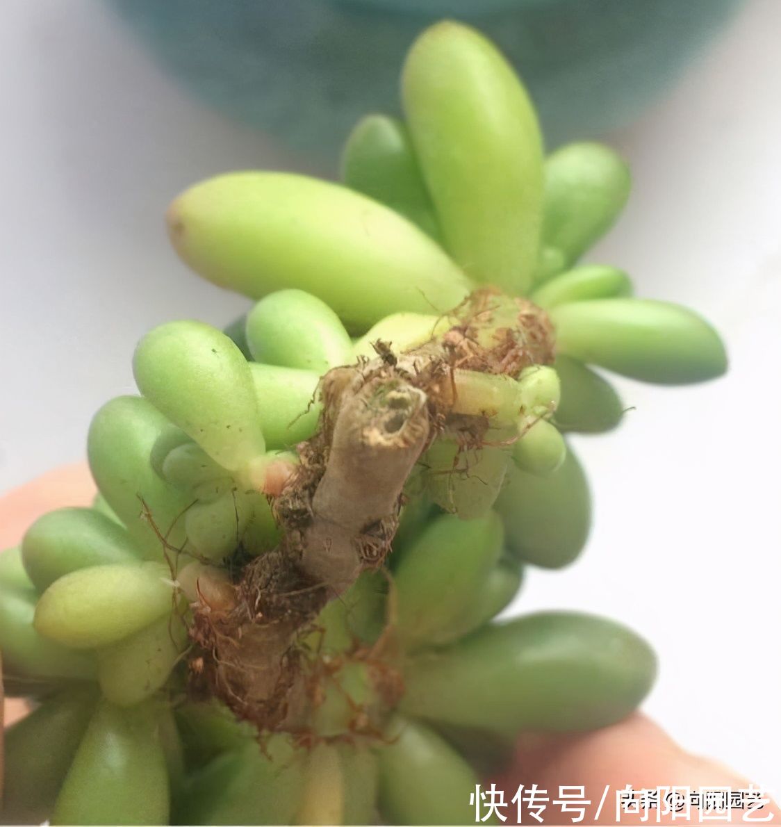 多肉无缘无故掉叶子，应该怎么办？立刻停水，赶紧给它晒太阳