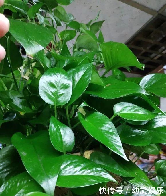 叶片|绿萝的最爱,家家都有,2周喂一点,叶子油绿翠亮,新叶巴掌大
