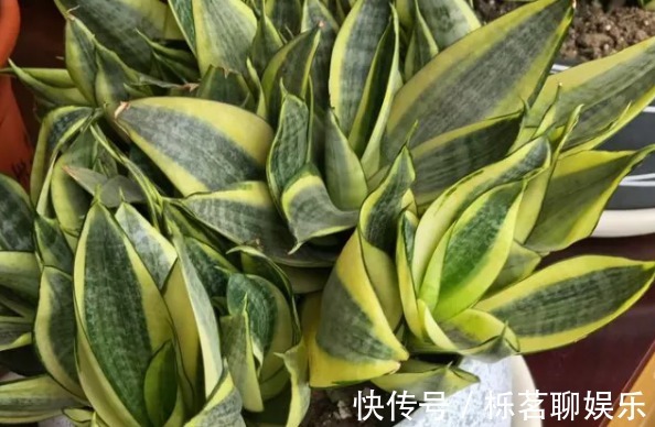 蛋壳|老妈在盆里埋点料,虎皮兰吃了一夜冒10个芽,花盆都炸了!