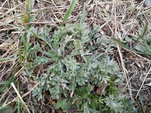 种浓郁|二月最鲜的野菜,蒸着吃超美味,泡酒喝是一绝