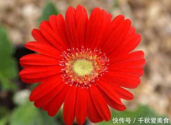  此花花姿妖娆，绚丽的花色散发着夺目的光芒，给人以清风拂面之感
