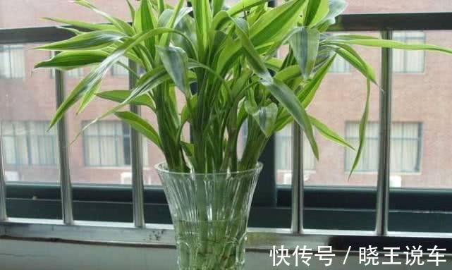 5分钟了解富贵竹黄叶原因,学会修剪处理,盆栽还能有观赏价值