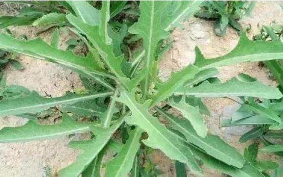 苋菜|常见3大野菜,能凉血止血,清热解毒,调中开胃,快来了解一下吧